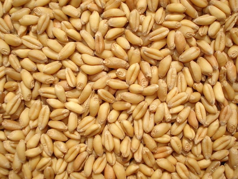 乾燥小麥